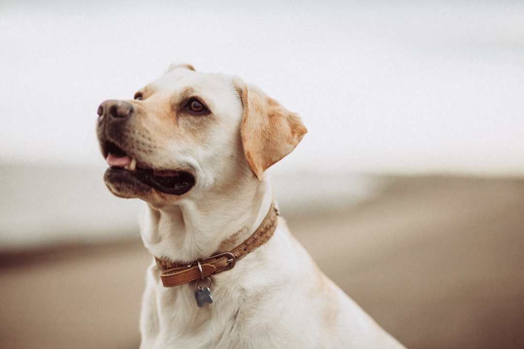 Safe and Stress-Free Pet Transport: Tips for a Smooth Journey